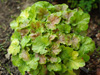 urawka Heuchera 'Miracle'